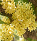 19usd Prodgf 2000Pcs A Set yellow Osmanthus Fragrans Sweet  seed