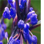 19usd Prodgf 2000Pcs A Set blue Osmanthus Fragrans Sweet  seed