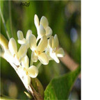19usd Prodgf 2000Pcs A Set white sweet Osmanthus Fragrans seed