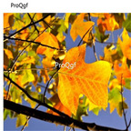 19usd Prodgf 5000Pcs A Set Liriodendron Chinense Chinese Tulip Tree seed