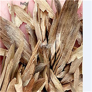 19usd Prodgf 5000Pcs A Set Liriodendron Chinense Chinese Tulip Tree seed