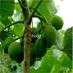 19usd Prodgf 500Pcs A Set Jatropha Curcas Barbados Nut Purging  seed