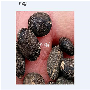 19usd Prodgf 500Pcs A Set Jatropha Curcas Barbados Nut Purging  seed