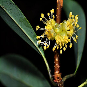 19usd Ngryise 5000Pcs A Set Litsea Coreana Lanuginosa Litsea seed