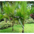 19usd Ngryise 2000Pcs A Set Trachycarpus Fortunei Windmill Palm Chusan Palm  seed
