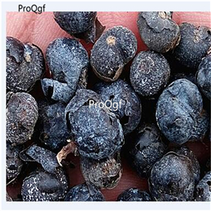19usd Ngryise 2000Pcs A Set Trachycarpus Fortunei Windmill Palm Chusan Palm  seed