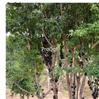 19usd Ngryise 3000Pcs A Set Plinia Cauliflora Jabuticaba  seed