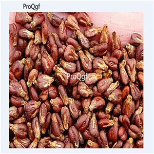 19usd Ngryise 3000Pcs A Set Plinia Cauliflora Jabuticaba  seed