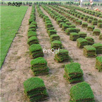 19usd Ngryise 50000Pcs A Set Cynodon Dactylon Bahama-Grass Durva Bermuda jiangu seed