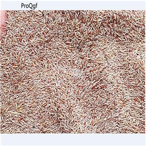 19usd Ngryise 50000Pcs A Set Cynodon Dactylon Bahama-Grass Durva Bermuda jiangu seed
