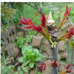 19usd Ngryise 9000Pcs A Set Toona Sinensis Chinese-Toon Red seed