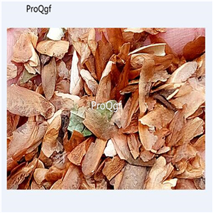 19usd Ngryise 9000Pcs A Set Toona Sinensis Chinese-Toon Red seed
