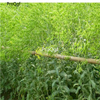 19usd Ngryise 9000Pcs A Set Isatis Tinctoria Glastum Woad Dyer's Woad banlangen seed