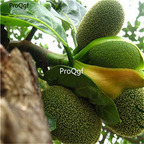 19usd Ngryise 50Pcs A Set Artocarpus Heterophyllus seed
