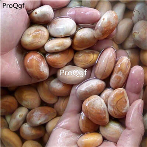 19usd Ngryise 50Pcs A Set Artocarpus Heterophyllus seed