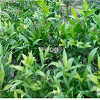 19usd ngryise 2000pcs Podocarpus Nagi Nageia seed