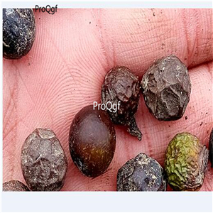 19usd ngryise 2000pcs Podocarpus Nagi Nageia seed