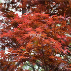 19usd Ngryise 3000Pcs A Set Acer Palmatum Japanese Maple Palmate Maple seed