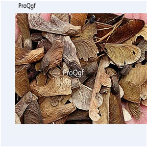 19usd Ngryise 3000Pcs A Set Acer Palmatum Japanese Maple Palmate Maple seed