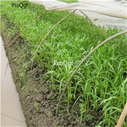 19usd Ngryise 5000Pcs A Set Ipomoea Aquatica Water Spinach Ipomoea Forsk bocai seed
