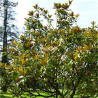 19usd Ngryise 2000Pcs A Set Magnolia Grandiflora Southern Magnolia  seed