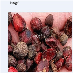 19usd Ngryise 2000Pcs A Set Magnolia Grandiflora Southern Magnolia  seed