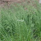 19usd Ngryise 30000Pcs A Set Festuca Arundinacea Reed Fescue seed