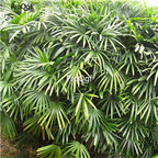19usd Ngryise 5000Pcs A Set  Rhapis Excelsa Broadleaf Lady Palm seed