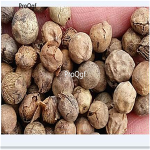 19usd Ngryise 5000Pcs A Set  Rhapis Excelsa Broadleaf Lady Palm seed