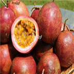 19usd Ngryise 500Pcs A Set Passiflora Caerulea hot weather fruit seed