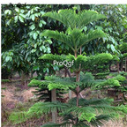 19usd Ngryise 1000Pcs A Set Araucaria Cunninghamii Hoop  seed