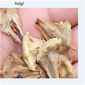 19usd Ngryise 1000Pcs A Set Araucaria Cunninghamii Hoop  seed