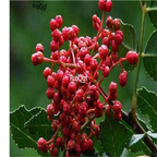 19usd Ngryise 3000Pcs A Set  Zanthoxylum Bungeanum Chinese Prickly-ash seed