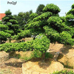19usd Ngryise 2000Pcs A Set Podocarpus Macrophyllus seed