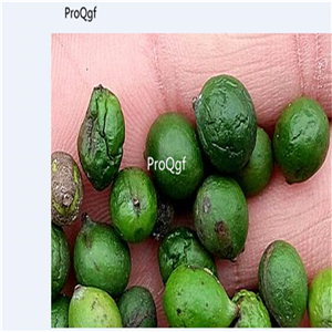 19usd Ngryise 2000Pcs A Set Podocarpus Macrophyllus seed
