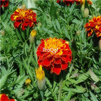19usd Ngryise 8000Pcs A Set  Tagetes Patula French Marigold seed