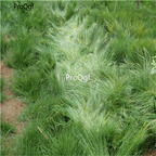 19usd Ngryise 30000Pcs A Set Vulpia Myuros Annual Fescue Rat's-tail Fescue seed