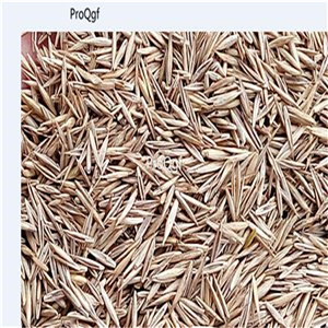 19usd Ngryise 30000Pcs A Set Vulpia Myuros Annual Fescue Rat's-tail Fescue seed