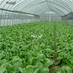 19usd ngryise 6000pcs Brassica Chinensis Bok Choi Pak Choi Pok baicai seed