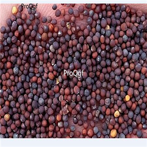 19usd ngryise 6000pcs Brassica Chinensis Bok Choi Pak Choi Pok baicai seed