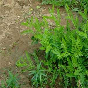 19usd ngryise 6000pcs Astragalus Complanatus seed