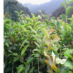 19usd ngryise 300pcs Oil-Camellia Camellia-Oleifera Hong Hua Youcha seed