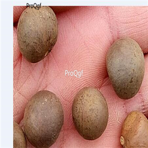 19usd ngryise 300pcs Oil-Camellia Camellia-Oleifera Hong Hua Youcha seed