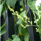 19usd ngryise 5000pcs Reynoutria Multiflora seed