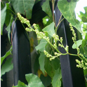 19usd ngryise 5000pcs Reynoutria Multiflora seed
