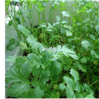 19usd Ngryise 30000Pcs A Set  Coriandrum Sativum Cilantro  seed