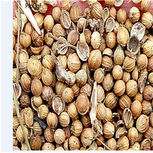 19usd Ngryise 30000Pcs A Set  Coriandrum Sativum Cilantro  seed