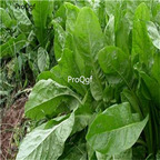 19usd Ngryise 30000Pcs A Set Cichorium Intybus Common Chicory seed