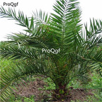 19usd Ngryise 2000Pcs A Set  Phoenix Dactylifera Date Palm seed
