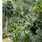 19usd Ngryise 500Pcs A Set Cycas Revoluta Sago Palm King Sago  seed